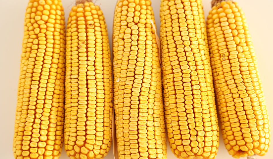 Graz'n Organic Wildfeast Bundle For Wild Birds & Backyard Buddies GRAZ'N