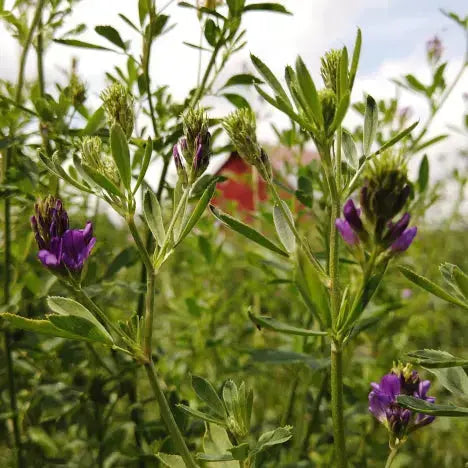 Graz'n Organic Alfalfa Hay for Small Pets GRAZ'N