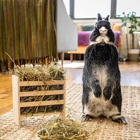 Graz'n Organic Alfalfa Hay for Small Pets GRAZ'N
