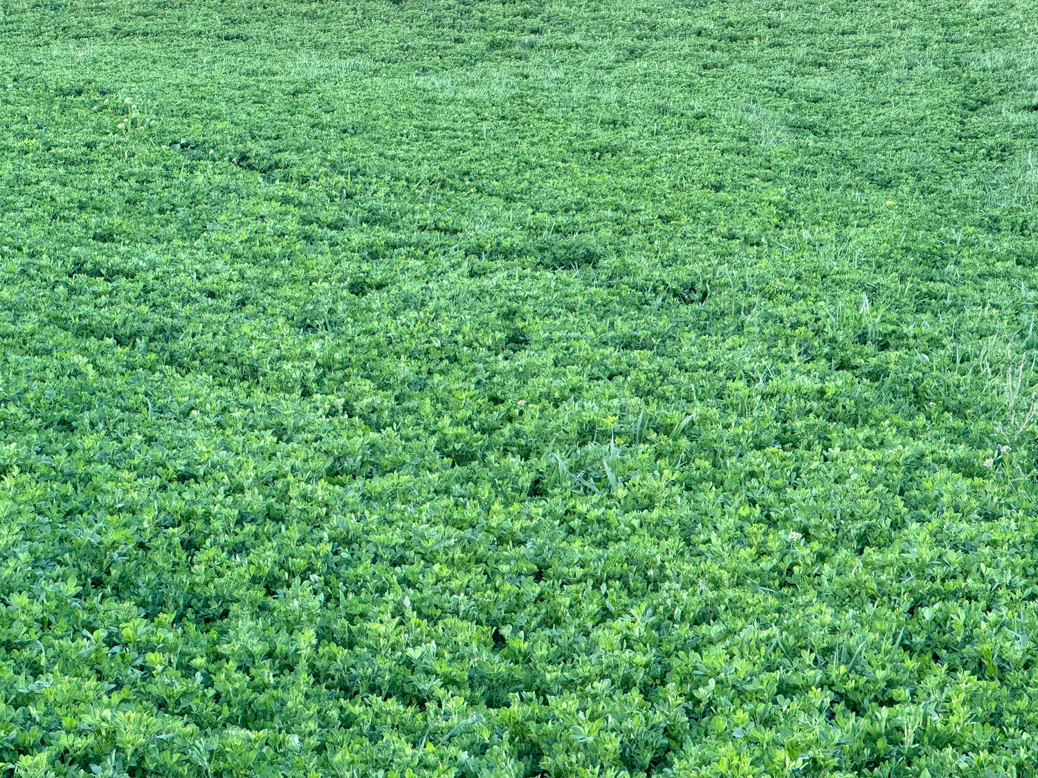 Graz'n Organic Alfalfa Hay for Small Pets GRAZ'N