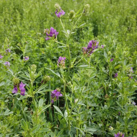 Graz'n Organic Alfalfa Pellets for Small Pets GRAZ'N