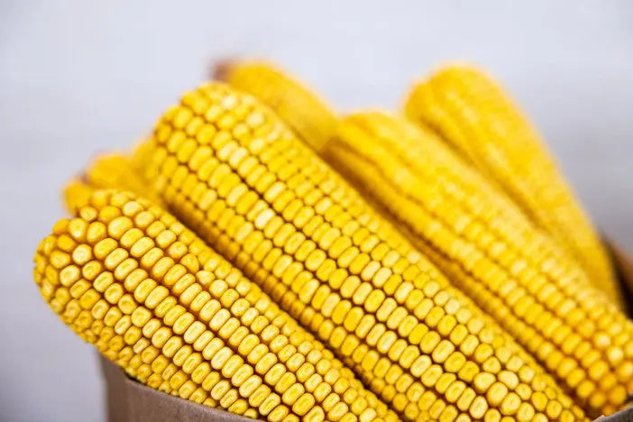 Graz'n Organic Ear Corn for Backyard Buddies GRAZ'N