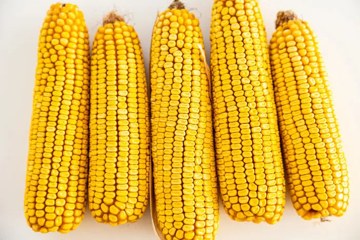 Graz'n Organic Ear Corn for Backyard Buddies GRAZ'N