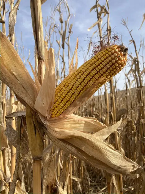 Graz'n Organic Ear Corn for Backyard Buddies GRAZ'N