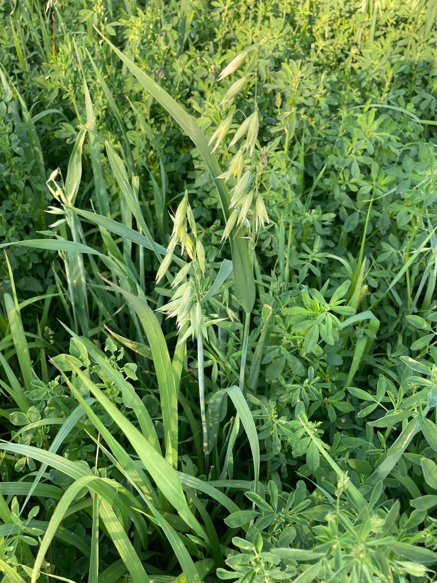 Graz'n Organic Oat-Alfalfa Hay blend for Small Pets GRAZ'N