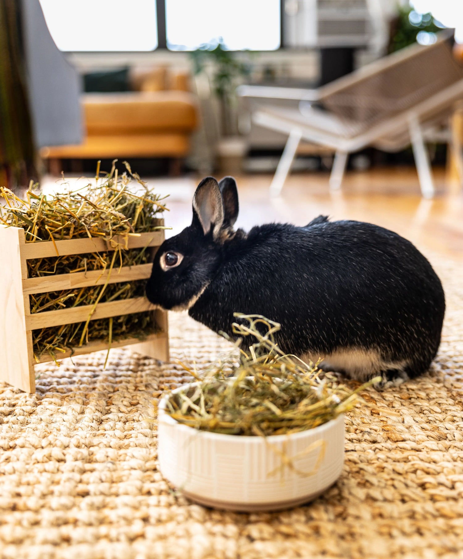 Graz'n Organic Prairie Hay for Small Pets GRAZ'N