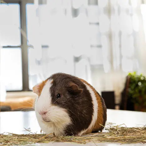 Graz'n Organic Prairie Hay for Small Pets GRAZ'N