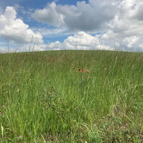 Graz'n Organic Prairie Hay for Small Pets GRAZ'N