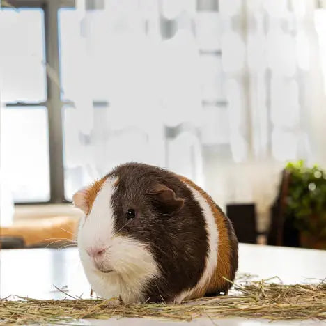 Graz'n Organic Prairie Hay & Chew Bundle for Small Pets