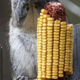 Graz'n Organic Cracked Corn for Backyard Buddies GRAZ'N