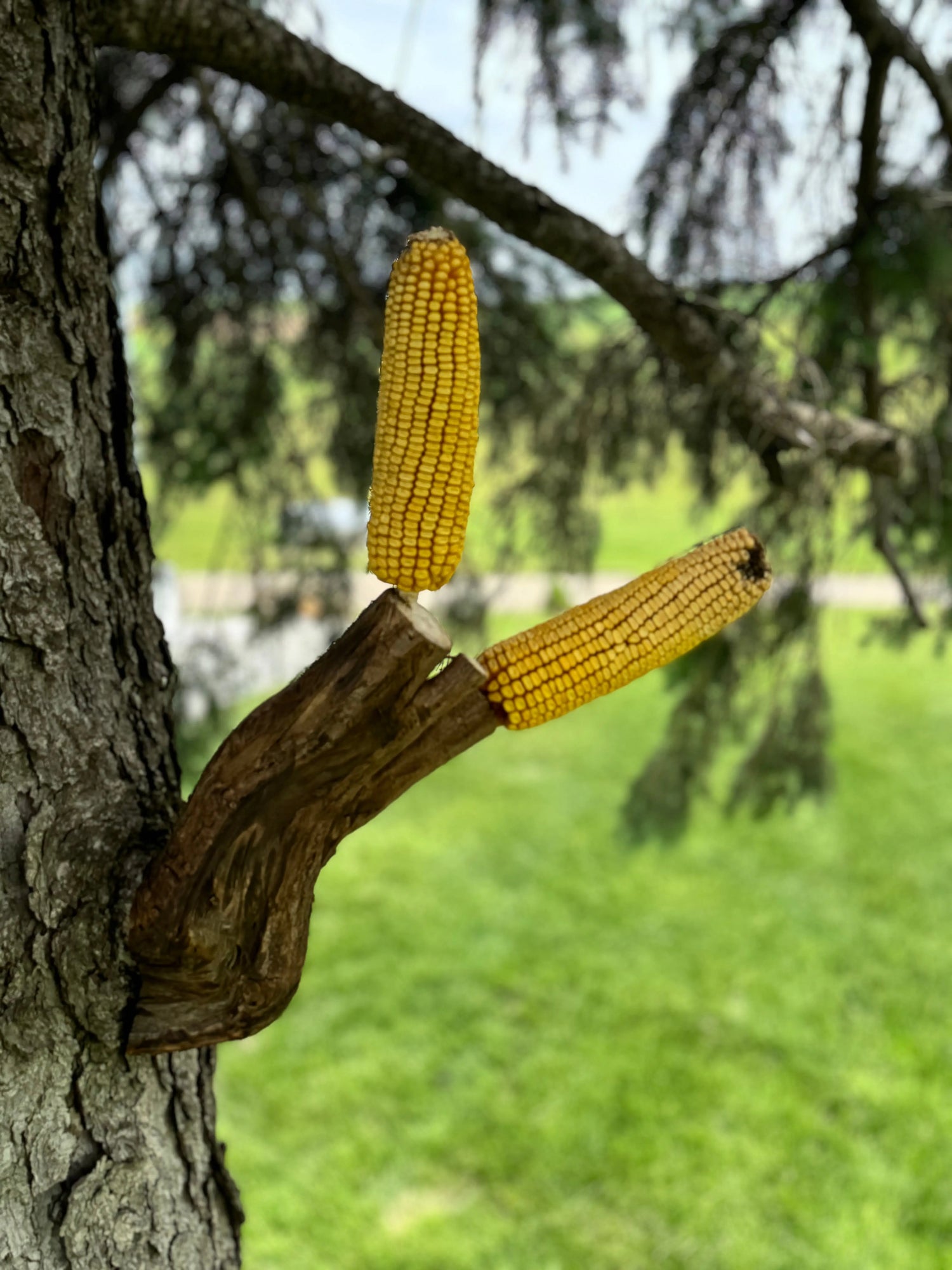 Graz'n Organic Wildfeast For Wild Birds & Backyard Buddies GRAZ'N