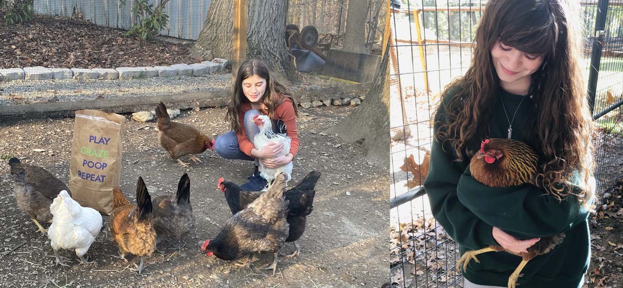 Graz'n Organic Cracked Corn for Backyard Buddies GRAZ'N