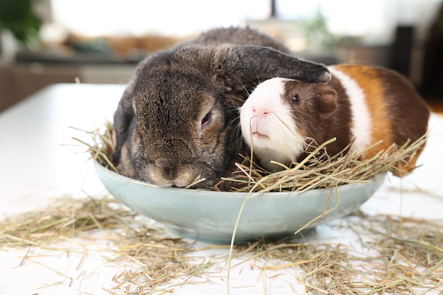 Rabbit and Guinea pig join together in hay bowl