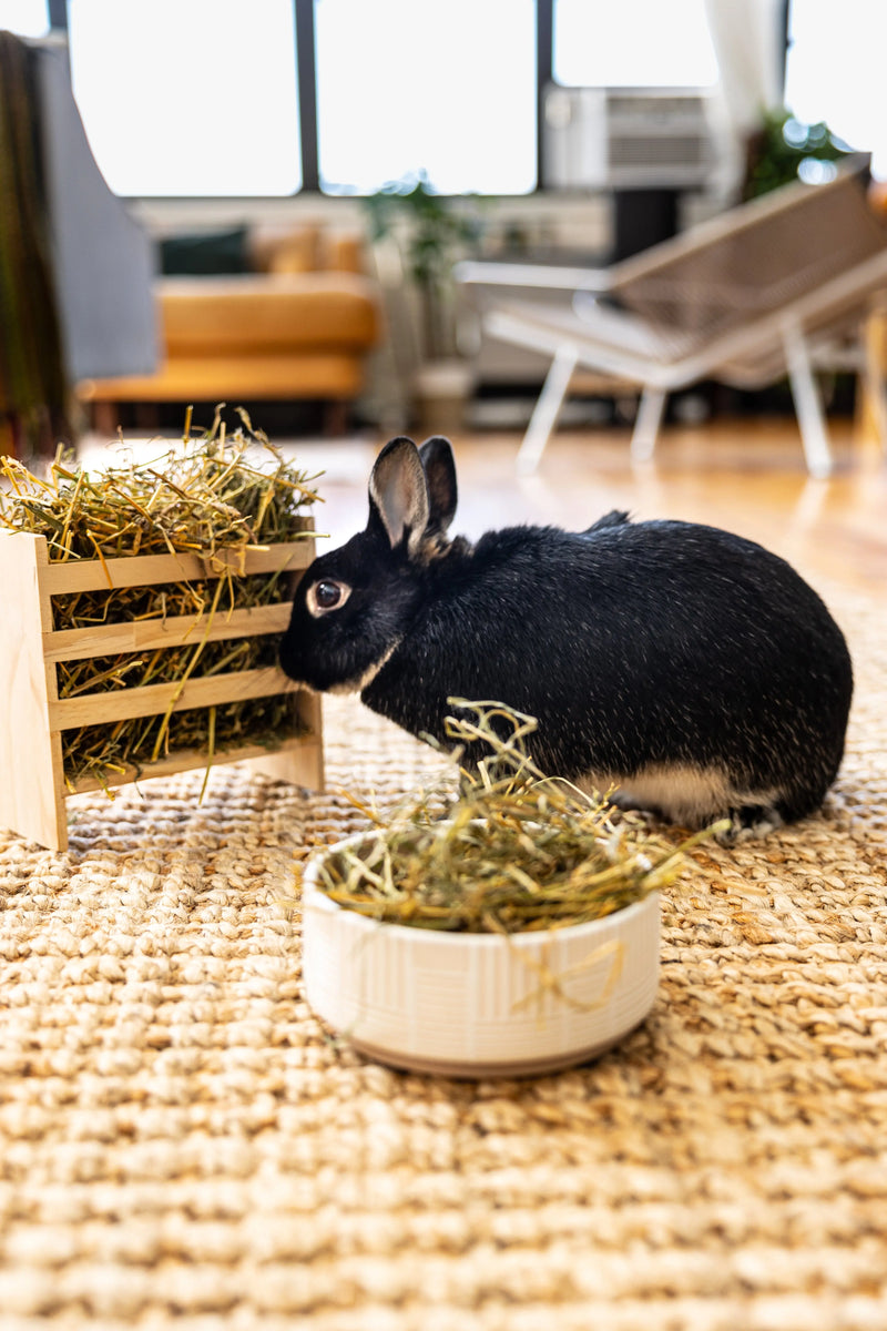 Oat Hay For Rabbits Small Pets (7 Lbs Price Oat Hay For Rabbits